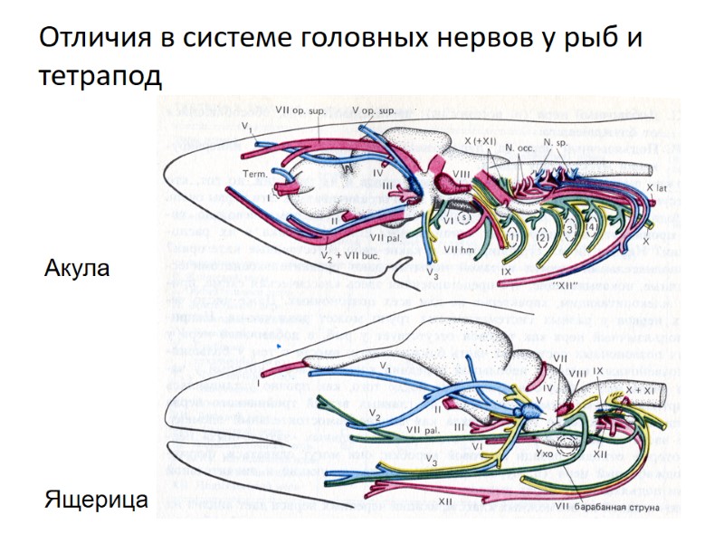 Отличия в системе головных нервов у рыб и тетрапод Акула    